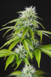 Auto Elephant Feminized (Canadian Seeds)