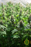 Auto Frankenstein Feminized (Canadian Seeds)
