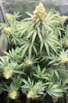 Auto Girl Scout Cookies Feminized (Canadian Seeds)