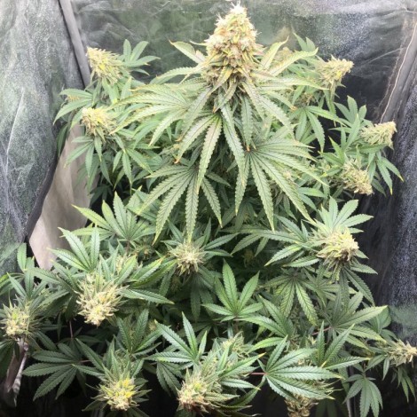 Auto Girl Scout Cookies Feminized (Canadian Seeds)