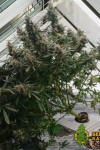 Auto Gorilla Cake Feminized (Canadian Seeds)