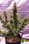 Auto Gorilla Glue №4 Feminized (Canadian Seeds)