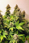 Auto Haze XL Feminized (Canadian Seeds)