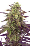 Auto Mango Feminized (Canadian Seeds)