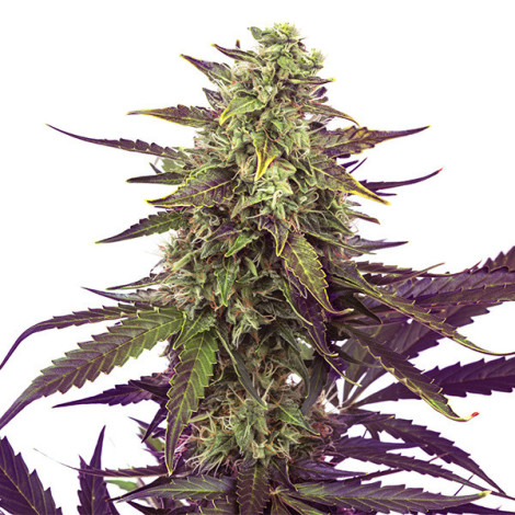 Семена конопли Auto Mango Feminized (Canadian Seeds)