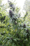 Auto Mescaline Feminized (Canadian Seeds)