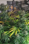Auto Mexican Airlines Feminized (Canadian Seeds)