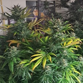 Auto Mexican Airlines Feminized (Canadian Seeds)