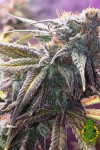 Auto Moonlight Express Feminized (Canadian Seeds)