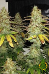 Auto Northern Lights Feminized (Canadian Seeds)
