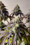 Auto Pakistan Feminized (Canadian Seeds)