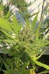 Auto Pineapple Kush Feminized (Canadian Seeds)