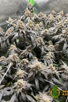 Auto Pineapple Super Express Feminized (Canadian Seeds)