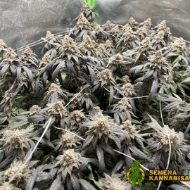 Auto Pineapple Super Express Feminized (Canadian Seeds)