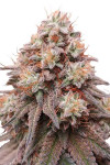 Auto Rainbow Glue Feminized (Canadian Seeds)