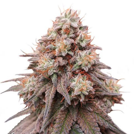 Семена конопли Auto Rainbow Glue Feminized (Canadian Seeds)