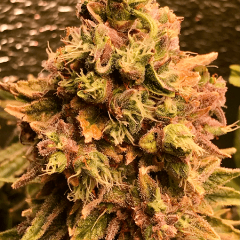 Семена конопли Auto Santa Maria Feminized (Canadian Seeds)