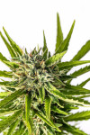 Auto Strawberry Banana Feminized (Canadian Seeds)