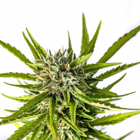 Насіння коноплі Auto Strawberry Banana Feminized (Canadian Seeds)