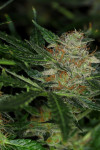 Auto Sunset Sherbet Feminized (Canadian Seeds)