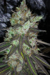 Auto Tutankhamon Feminized (Canadian Seeds)