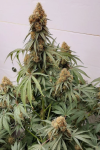 Auto Tyson Feminised (Canadian Seeds)