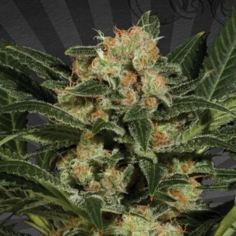 Auto White Kush Feminized (Canadian Seeds)