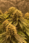 Auto White Widow Feminized (Canadian Seeds)