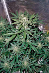 Auto Whiteberry Feminized (Canadian Seeds)