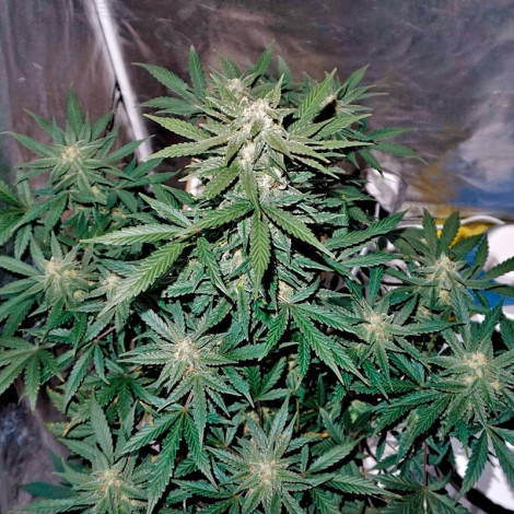 Насіння коноплі Auto Whiteberry Feminized (Canadian Seeds)