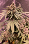Auto Zkittlez Feminized (Canadian Seeds)