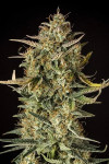 Banana Sherbet Feminized (Canadian Seeds)