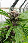 Black Demon OG Feminized (Canadian Seeds)