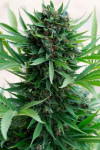 Auto Black Diamond Feminized (Canadian Seeds)