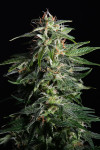 California Special Feminized (Canadian Seeds)