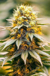 California Dream Feminized (Canadian Seeds)