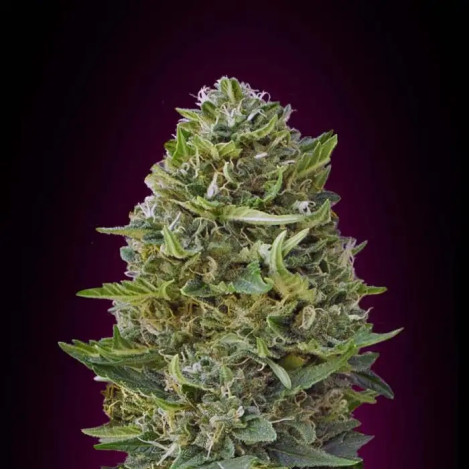 Насіння коноплі Caramel Kush Feminized (Canadian Seeds)