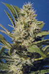 Chocolate Chunk Feminized (Canadian Seeds)