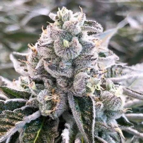 Auto Dolato Feminized (Canadian Seeds)