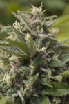 Auto Green Dragon Feminized (Canadian Seeds)