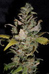 Auto Dynamite Feminized (Canadian Seeds)
