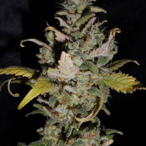 Семена конопли Auto Dynamite Feminized (Canadian Seeds)