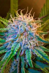 Auto Caramel Express Feminized (Canadian Seeds)