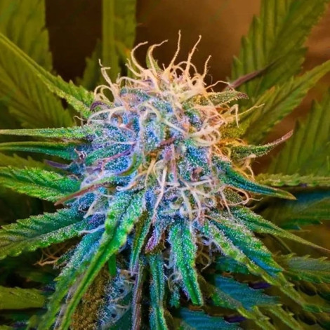 Семена конопли Auto Caramel Express Feminized (Canadian Seeds)