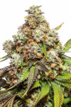 Fruity Pebbles Feminized (Canadian Seeds)