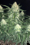 Gelato Feminized (Canadian Seeds)