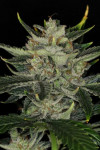 Auto Gorilla King Feminized (Canadian Seeds)