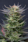 Granddaddy Purple Feminized (Canadian Seeds)