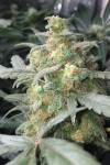 Green Crack Feminized (Canadian Seeds)