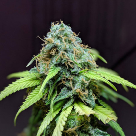 Auto Bubba Kush Feminized (Canadian Seeds)